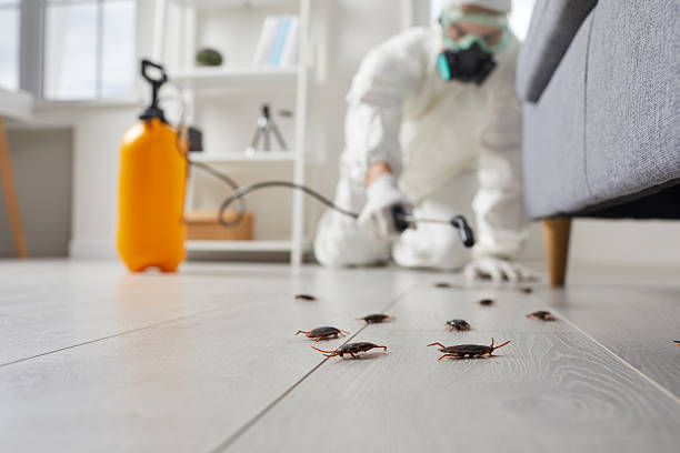 Commercial Rodent Management in Deadwood